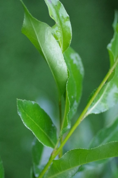 Pflanzenbild gross Lorbeer-Weide - Salix pentandra