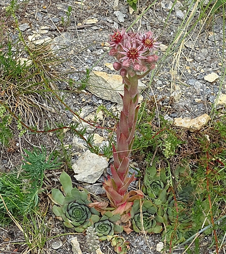Pflanzenbild gross Dach-Hauswurz - Sempervivum tectorum