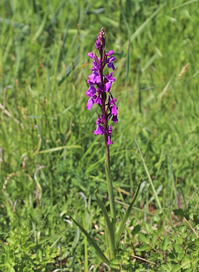 Pflanzenbild gross Sumpf-Knabenkraut - Orchis palustris