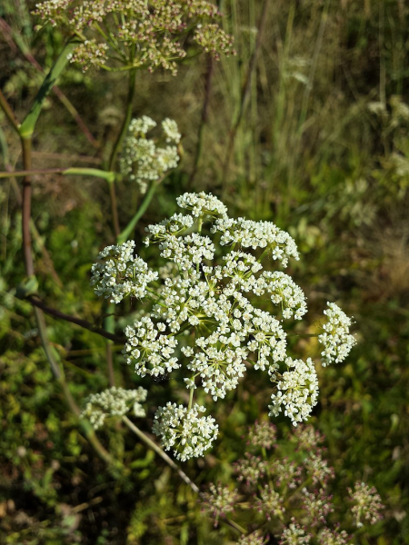 Pflanzenbild gross Hirschwurz - Peucedanum cervaria