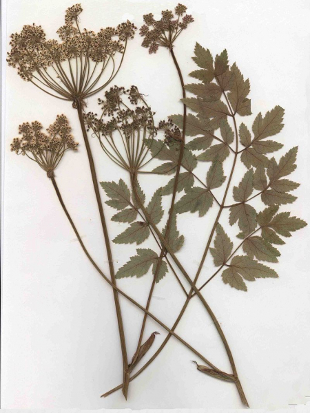 Pflanzenbild gross Hirschwurz - Peucedanum cervaria