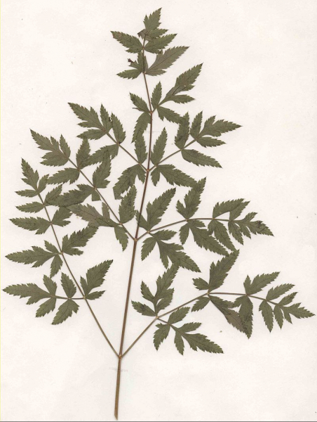 Pflanzenbild gross Hirschwurz - Peucedanum cervaria