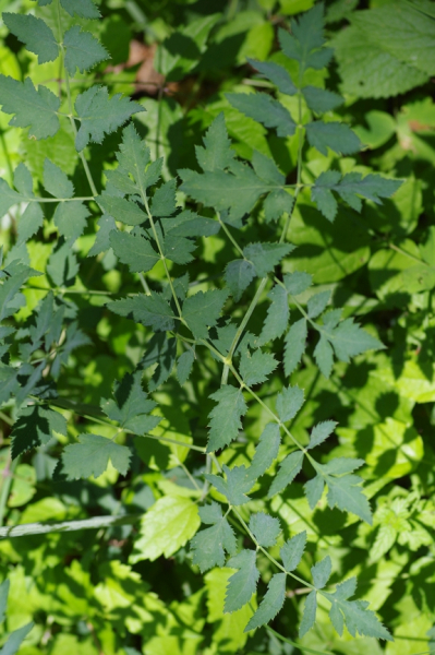 Pflanzenbild gross Hirschwurz - Peucedanum cervaria