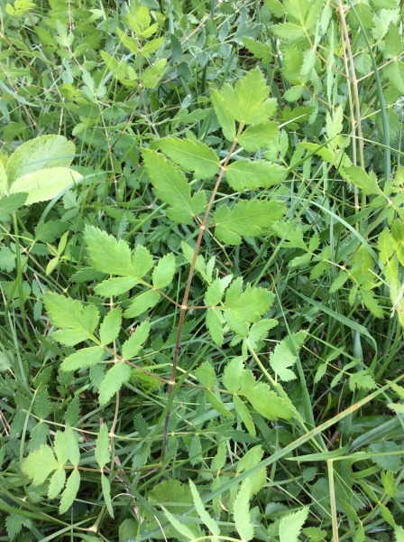 Pflanzenbild gross Hirschwurz - Peucedanum cervaria