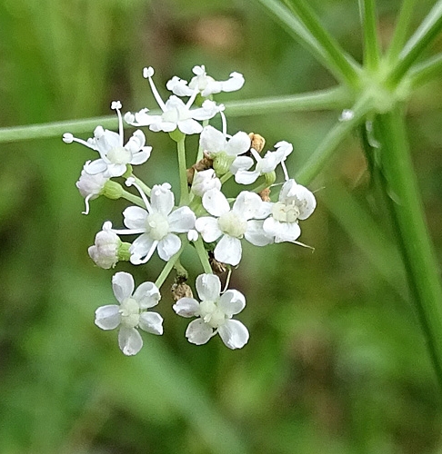 Pflanzenbild gross Hirschwurz - Peucedanum cervaria