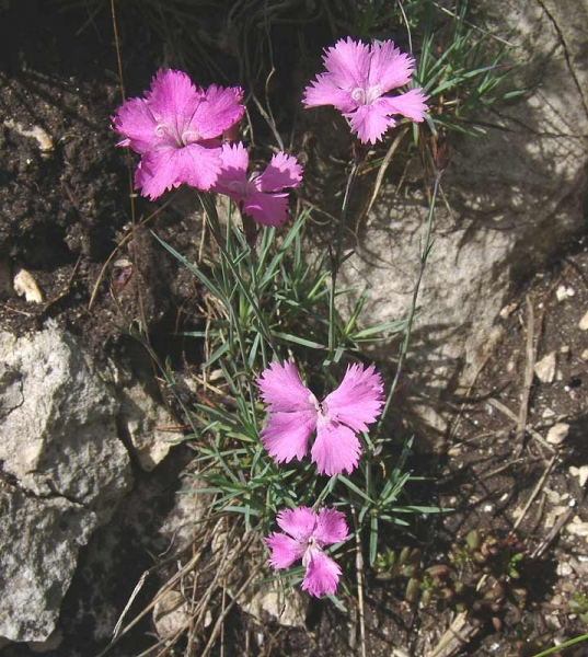 Pflanzenbild gross Grenobler Nelke - Dianthus gratianopolitanus