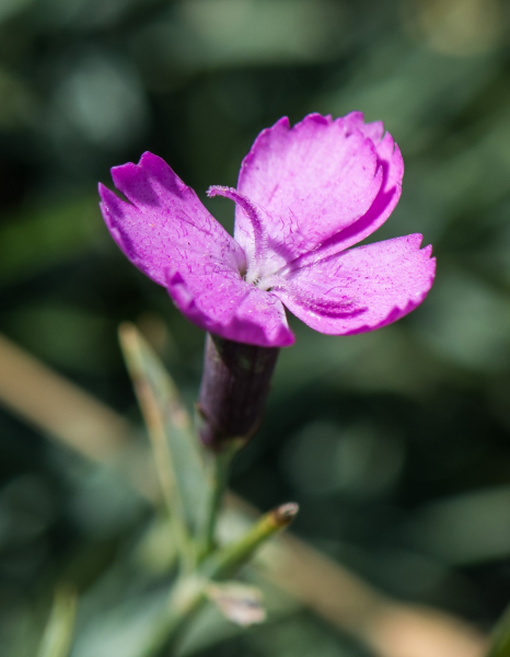 Pflanzenbild gross Grenobler Nelke - Dianthus gratianopolitanus