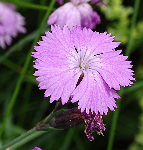 Pflanzenbild gross Grenobler Nelke - Dianthus gratianopolitanus