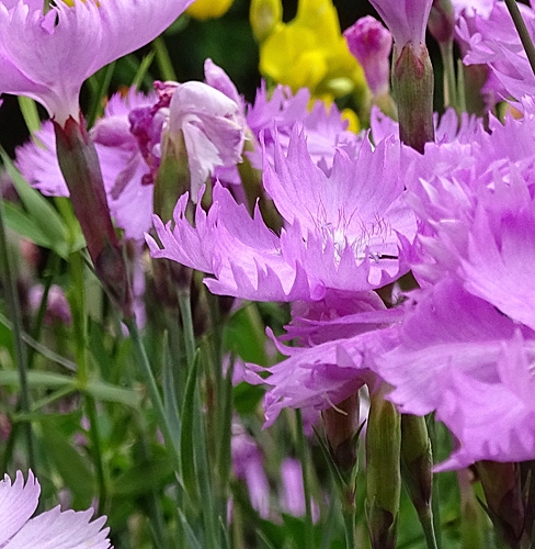 Pflanzenbild gross Grenobler Nelke - Dianthus gratianopolitanus