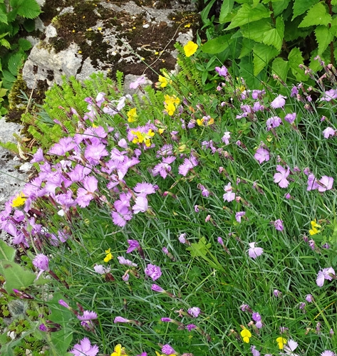 Pflanzenbild gross Grenobler Nelke - Dianthus gratianopolitanus