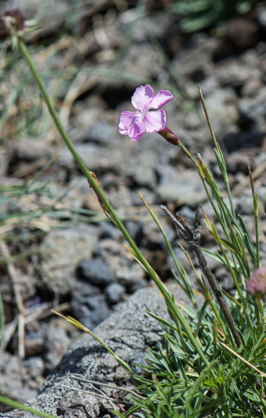 Pflanzenbild gross Grenobler Nelke - Dianthus gratianopolitanus