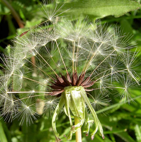 Pflanzenbild gross Glatter Löwenzahn - Taraxacum laevigatum aggr.