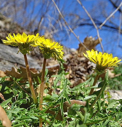 Pflanzenbild gross Glatter Löwenzahn - Taraxacum laevigatum aggr.