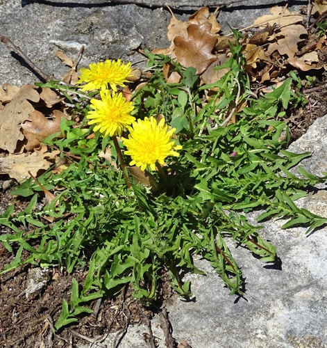 Pflanzenbild gross Glatter Löwenzahn - Taraxacum laevigatum aggr.