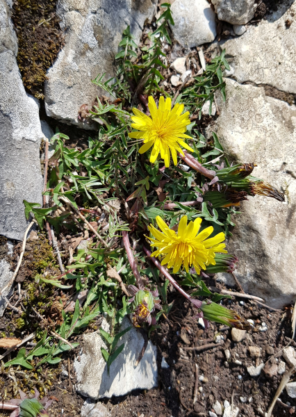 Pflanzenbild gross Glatter Löwenzahn - Taraxacum laevigatum aggr.