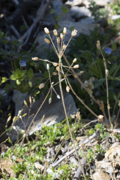 Pflanzenbild gross Spurre - Holosteum umbellatum