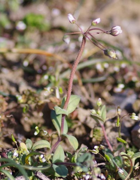 Pflanzenbild gross Spurre - Holosteum umbellatum