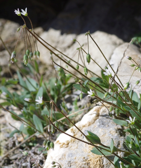 Pflanzenbild gross Spurre - Holosteum umbellatum