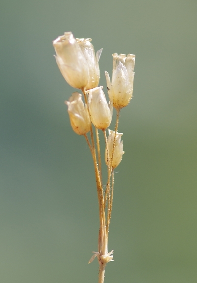 Pflanzenbild gross Spurre - Holosteum umbellatum