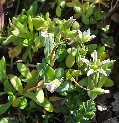 Pflanzenbild gross Spurre - Holosteum umbellatum