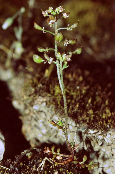 Pflanzenbild gross Steinkresse - Hornungia petraea