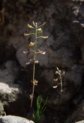 Pflanzenbild gross Steinkresse - Hornungia petraea