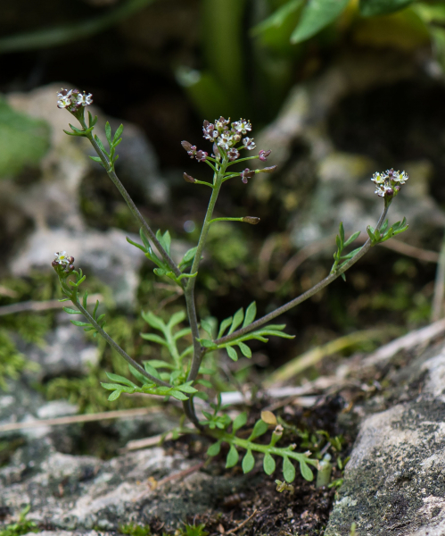Pflanzenbild gross Steinkresse - Hornungia petraea