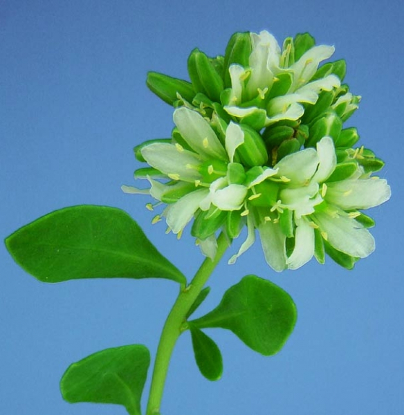 Pflanzenbild gross Zierspark - Telephium imperati