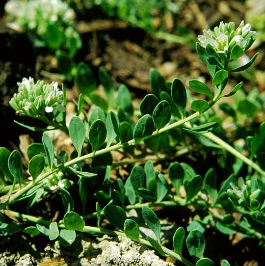 Pflanzenbild gross Zierspark - Telephium imperati