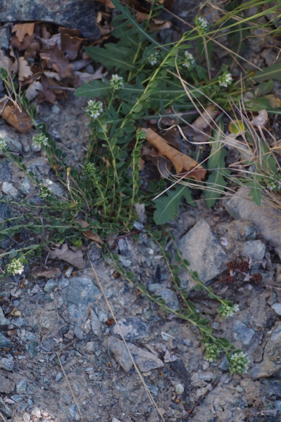 Pflanzenbild gross Zierspark - Telephium imperati