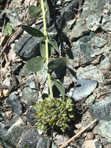 Pflanzenbild gross Zierspark - Telephium imperati