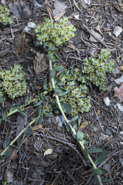 Pflanzenbild gross Zierspark - Telephium imperati