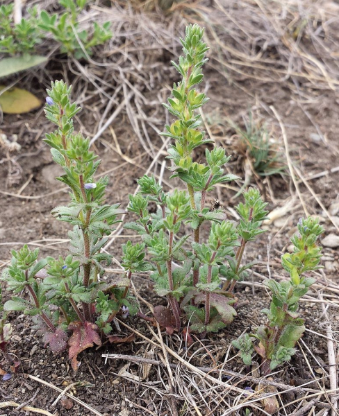 Pflanzenbild gross Dillenius' Ehrenpreis - Veronica dillenii