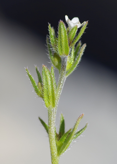 Pflanzenbild gross Acker-Steinsame - Buglossoides arvensis