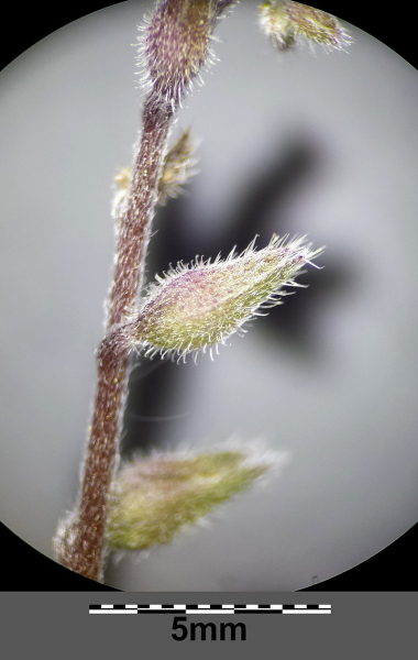 Pflanzenbild gross Sand-Vergissmeinnicht - Myosotis stricta