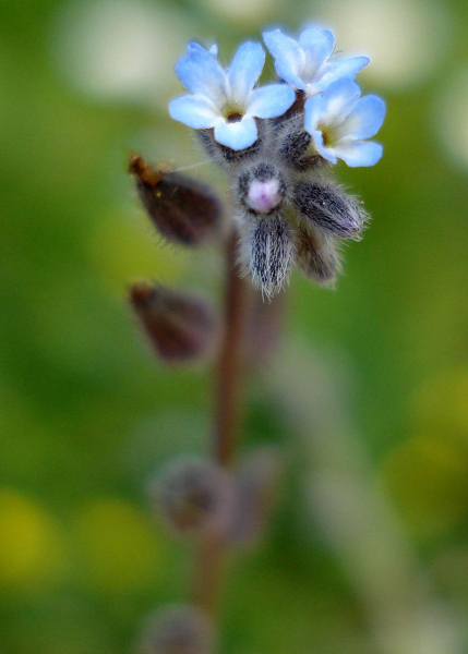 Pflanzenbild gross Sand-Vergissmeinnicht - Myosotis stricta