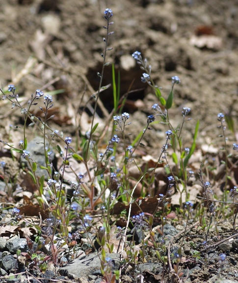 Pflanzenbild gross Sand-Vergissmeinnicht - Myosotis stricta