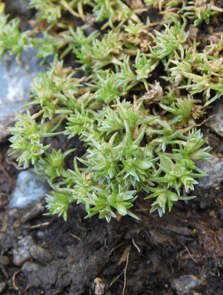 Pflanzenbild gross Einjähriger Knäuel - Scleranthus annuus