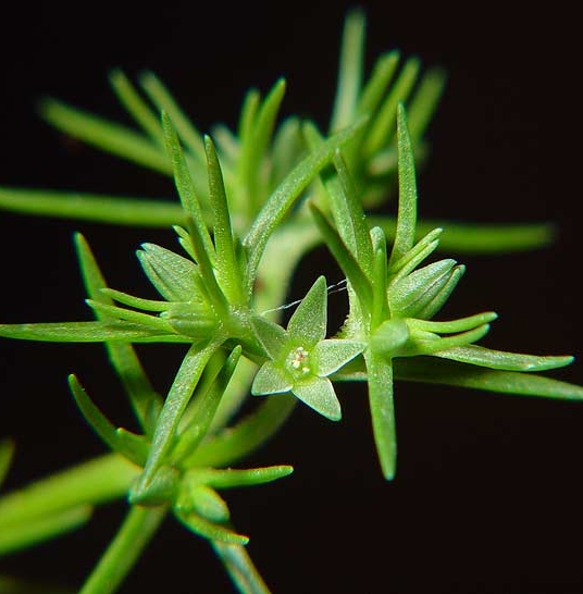 Pflanzenbild gross Einjähriger Knäuel - Scleranthus annuus