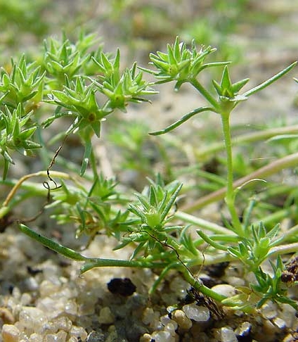 Pflanzenbild gross Einjähriger Knäuel - Scleranthus annuus
