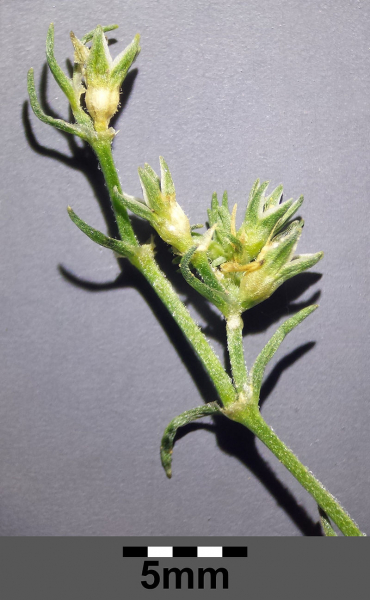 Pflanzenbild gross Einjähriger Knäuel - Scleranthus annuus