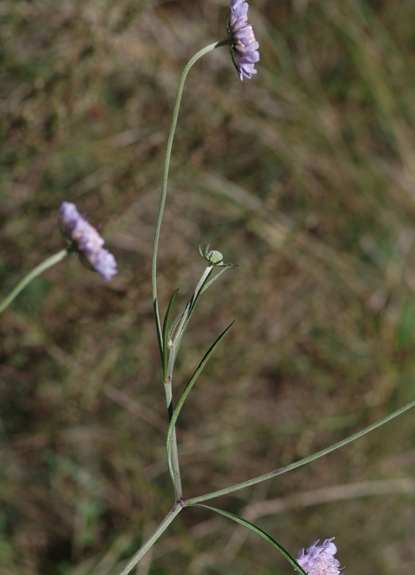 Pflanzenbild gross Südliche Skabiose - Scabiosa triandra