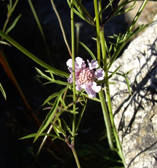 Pflanzenbild gross Südliche Skabiose - Scabiosa triandra
