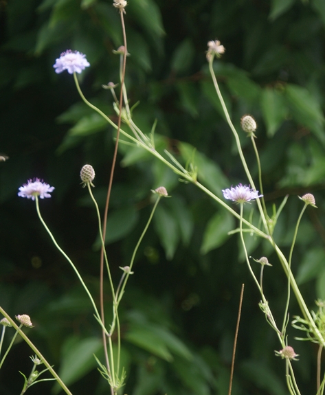 Pflanzenbild gross Südliche Skabiose - Scabiosa triandra