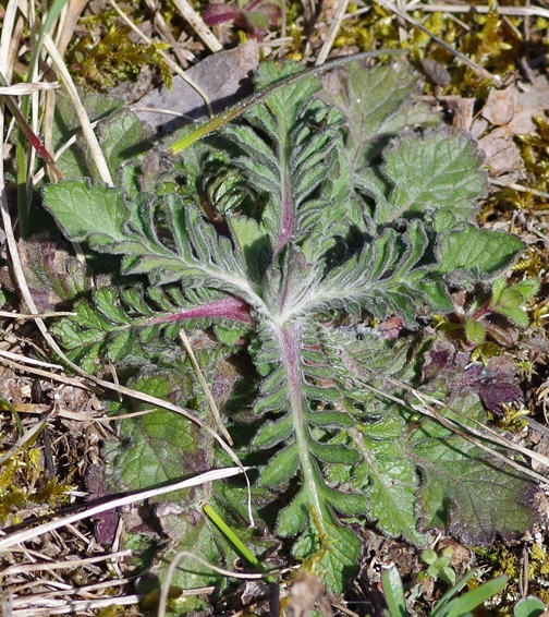 Pflanzenbild gross Südliche Skabiose - Scabiosa triandra