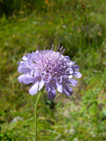 Pflanzenbild gross Südliche Skabiose - Scabiosa triandra