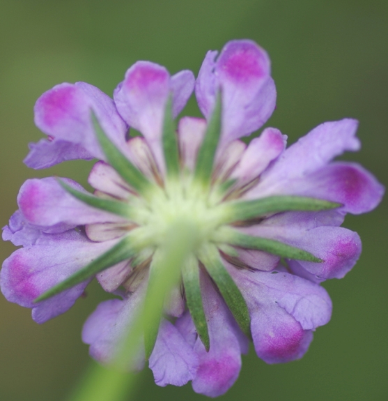 Pflanzenbild gross Südliche Skabiose - Scabiosa triandra