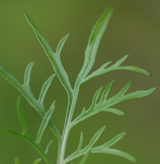 Pflanzenbild gross Südliche Skabiose - Scabiosa triandra