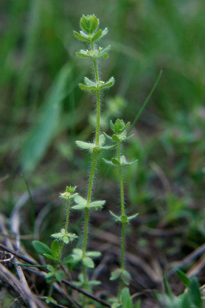 Pflanzenbild gross Piemonteser Kreuzlabkraut - Cruciata pedemontana