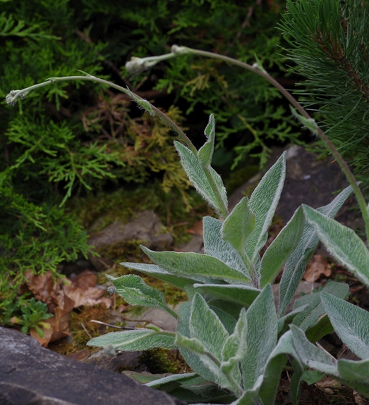 Pflanzenbild gross Filziges Habichtskraut - Hieracium tomentosum